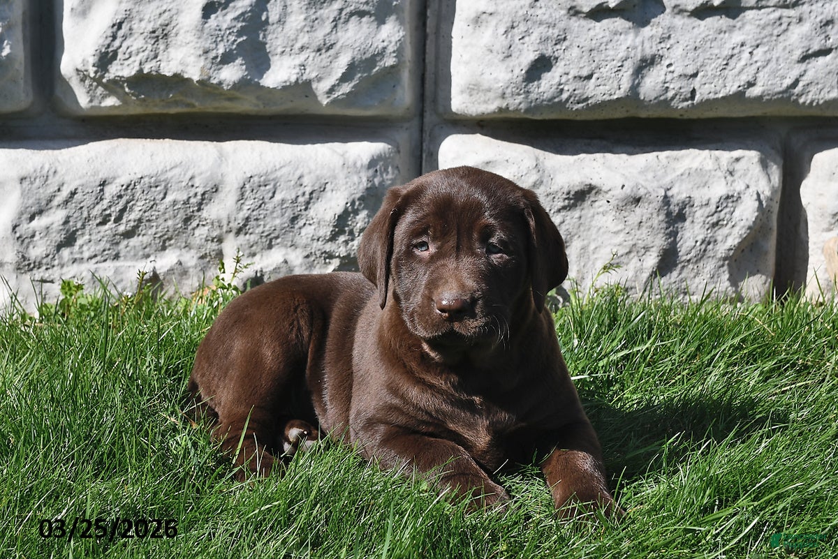Labrador Retriever dogs Reba - Ad 1
