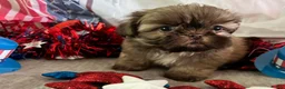 Shih Tzu dogs for sale: Kona - Ad 7