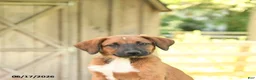 Mixed Breed dogs for sale: Sky - Ad 3