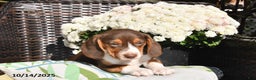 Beagle dogs for sale: Jenny - Ad 3