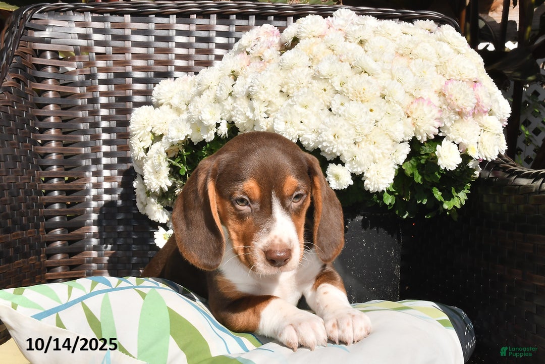 Beagle dogs for sale: Jenny - Ad 3