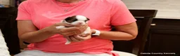 Malshi dogs for sale: Shanny - Ad 5