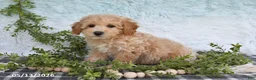 Bichpoo dogs for sale: Hazel - Ad 3