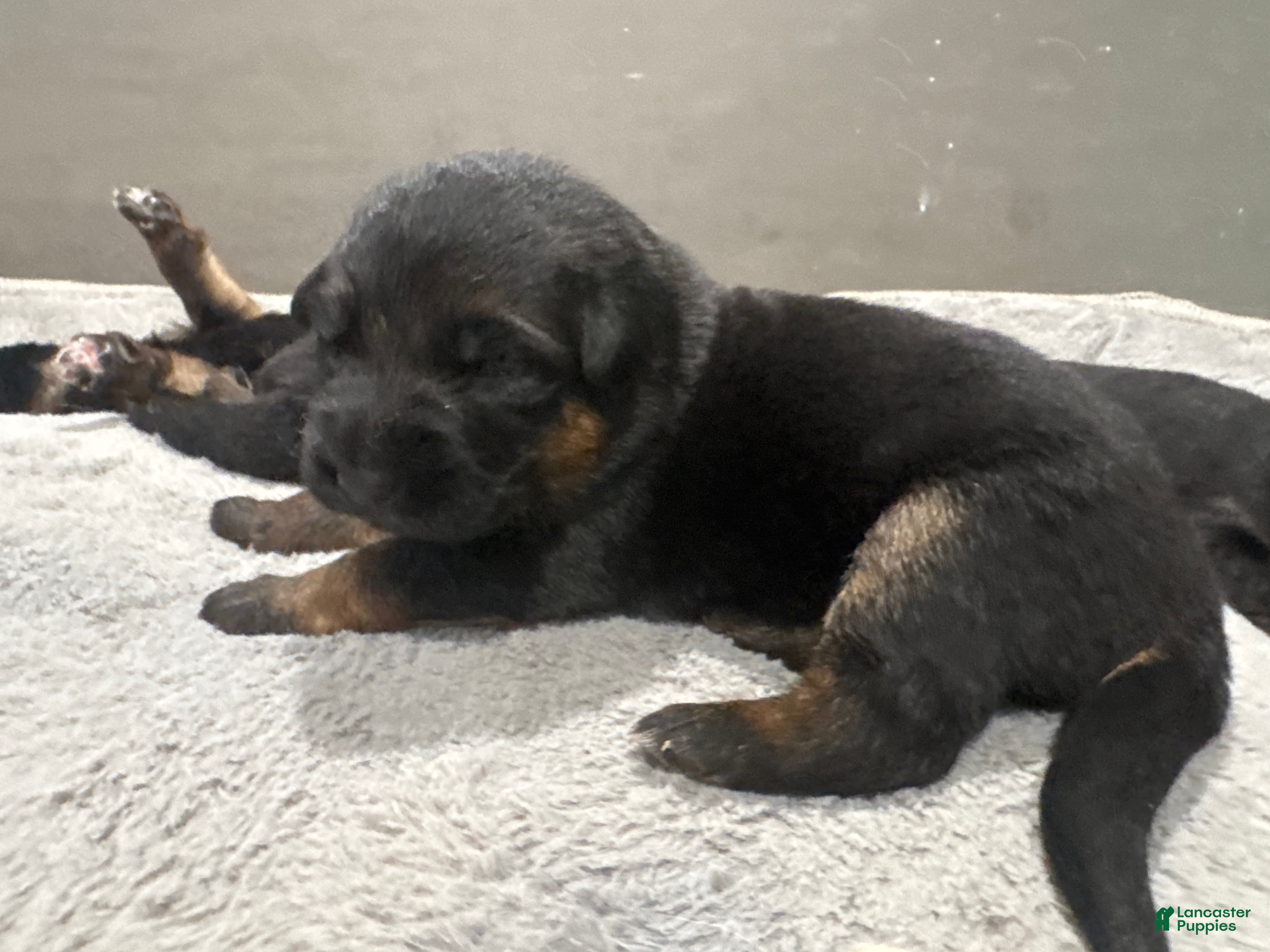 German Shepherd dogs Blue - Ad 1