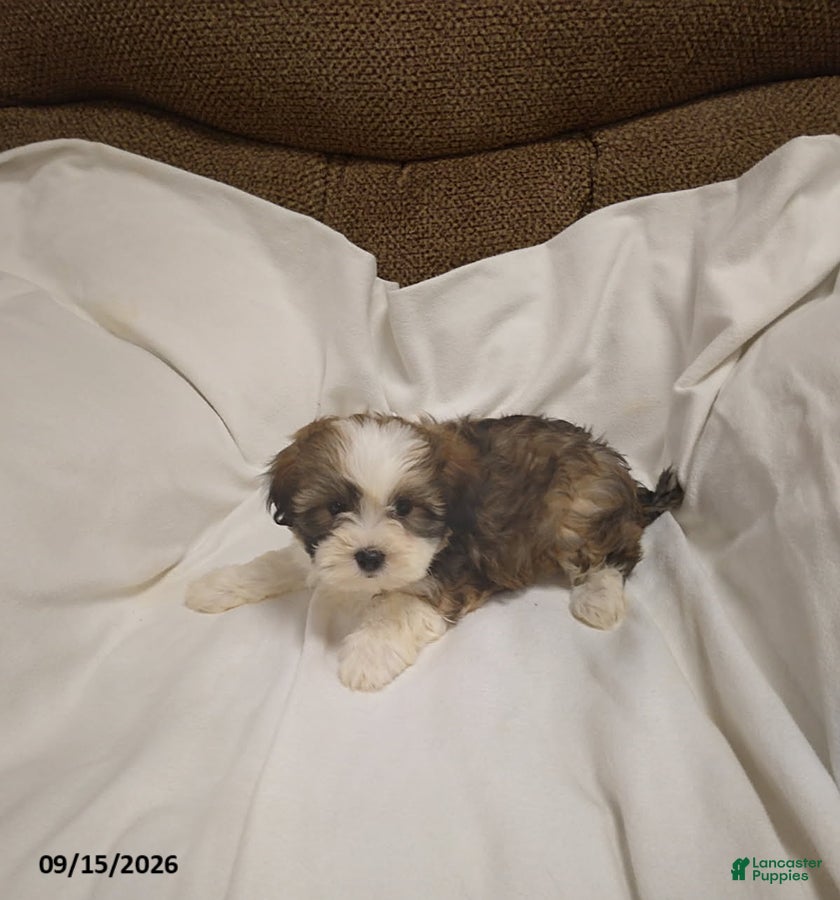 Shihpoo dogs Lily - Ad 2