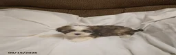 Shihpoo dogs for sale: Lily - Ad 2