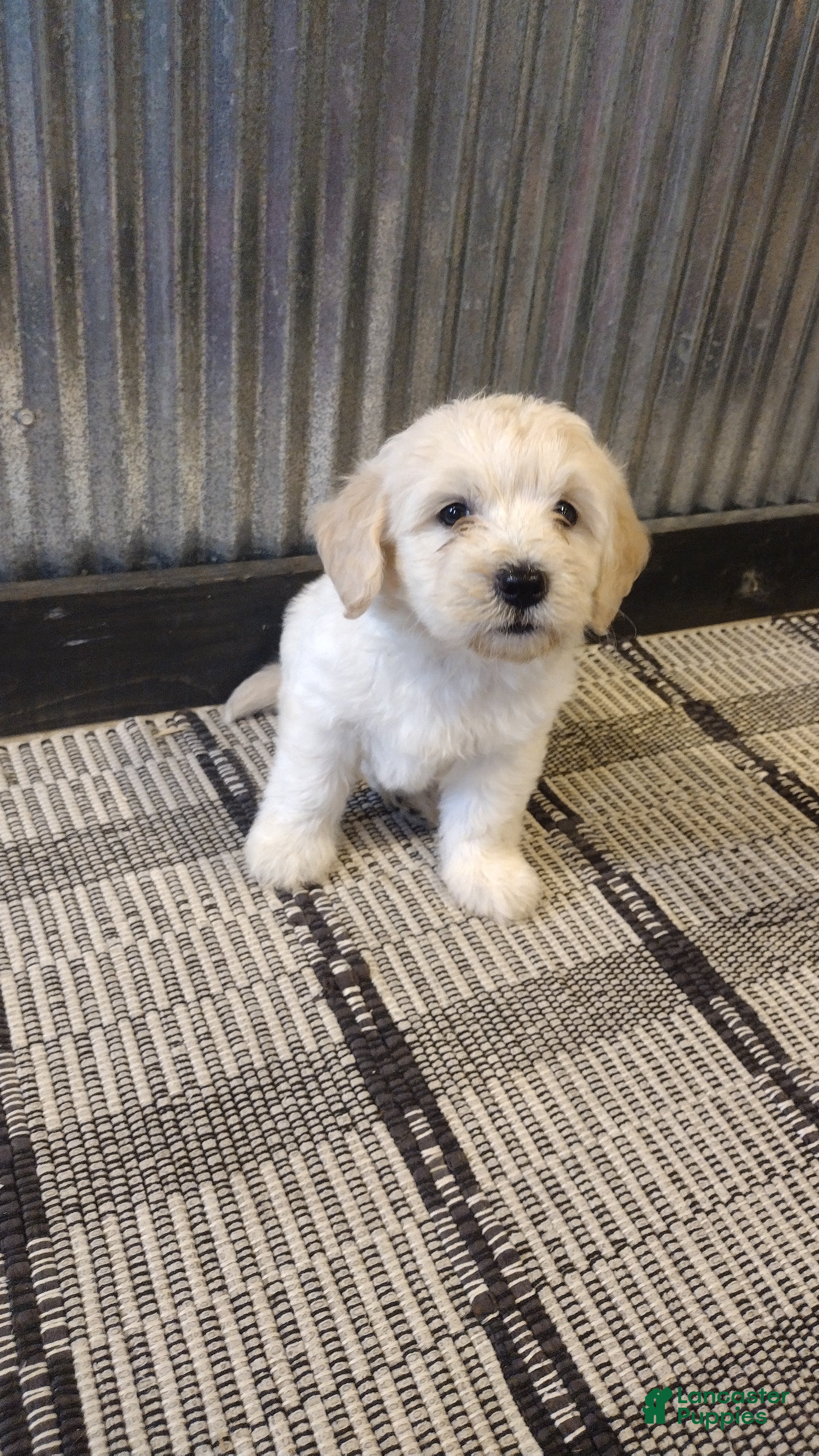 Mini Goldendoodle dogs Nala  - Ad 1
