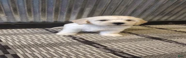 Nala 