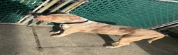 American Bully dogs for sale: American Bully Puppy 3 - Ad 5