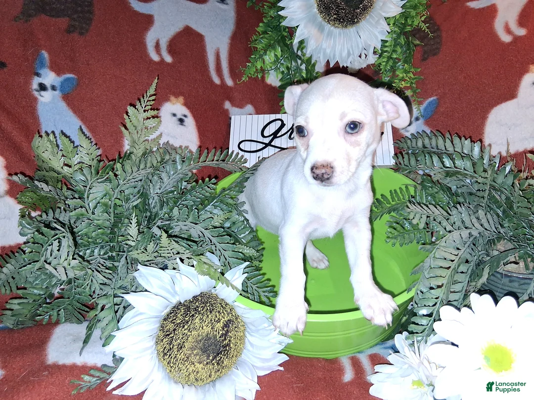 Jack Chi dogs for sale: Fred  - Ad 1