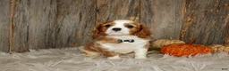 Cavalier King Charles Spaniel dogs for sale: Ryan - Ad 3