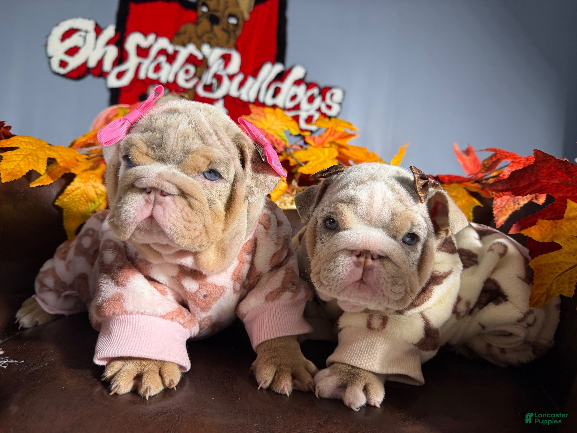 English Bulldog dogs English Bulldog 2 - Ad 2