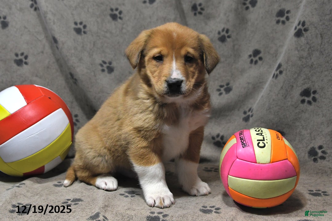 Mixed Breed dogs for sale: Kenzo - Ad 2