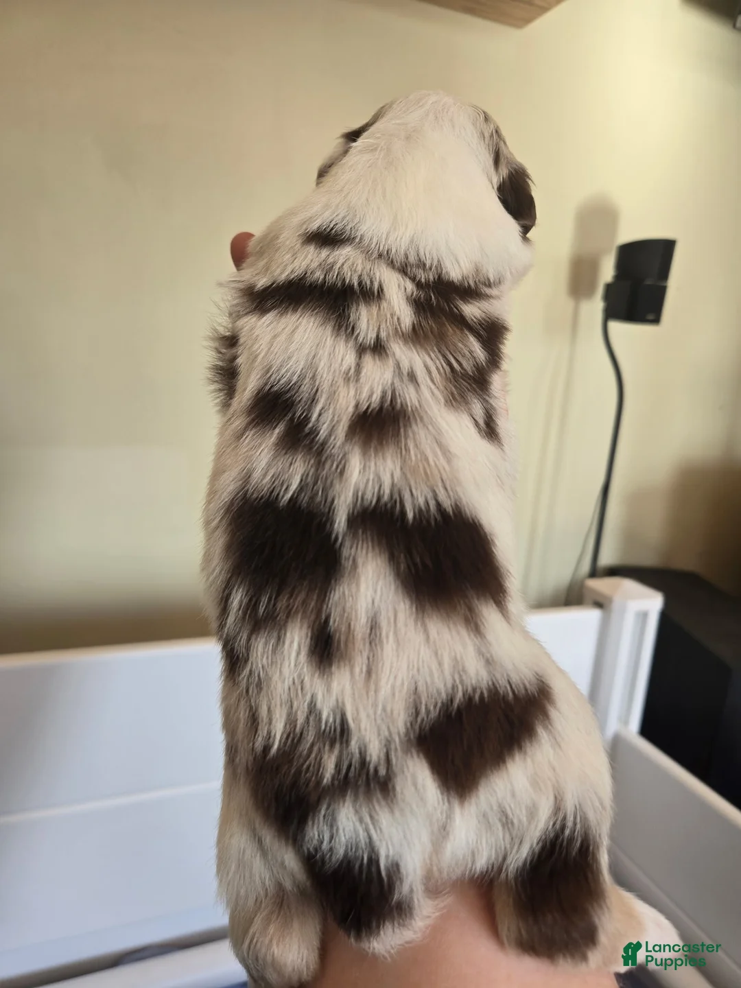 Australian Shepherd dogs for sale: Australian Shepherd Puppy 1 - Ad 2