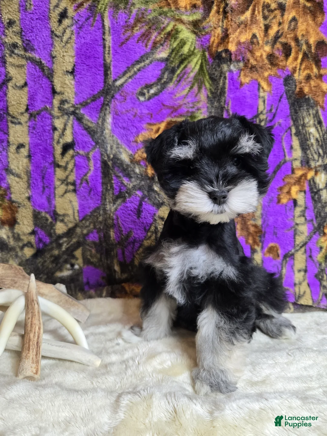 Miniature Schnauzer dogs for sale: Molly - Ad 2