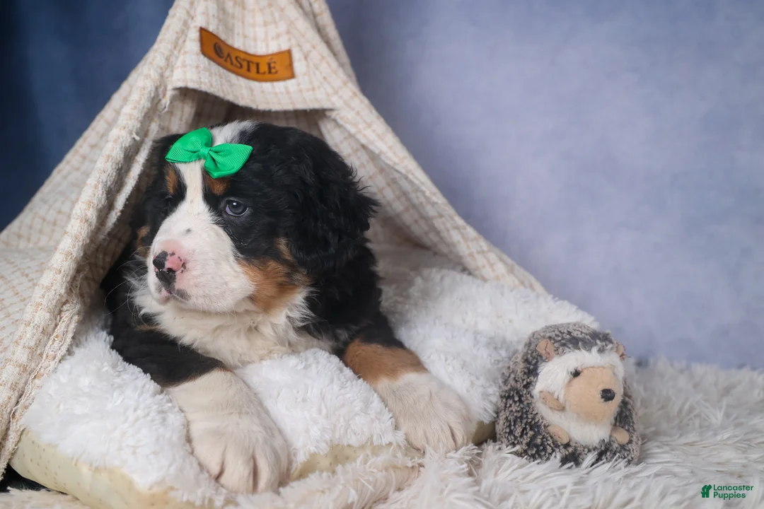 Bernese Mountain Dog dogs for sale: HERSHEY - Ad 4