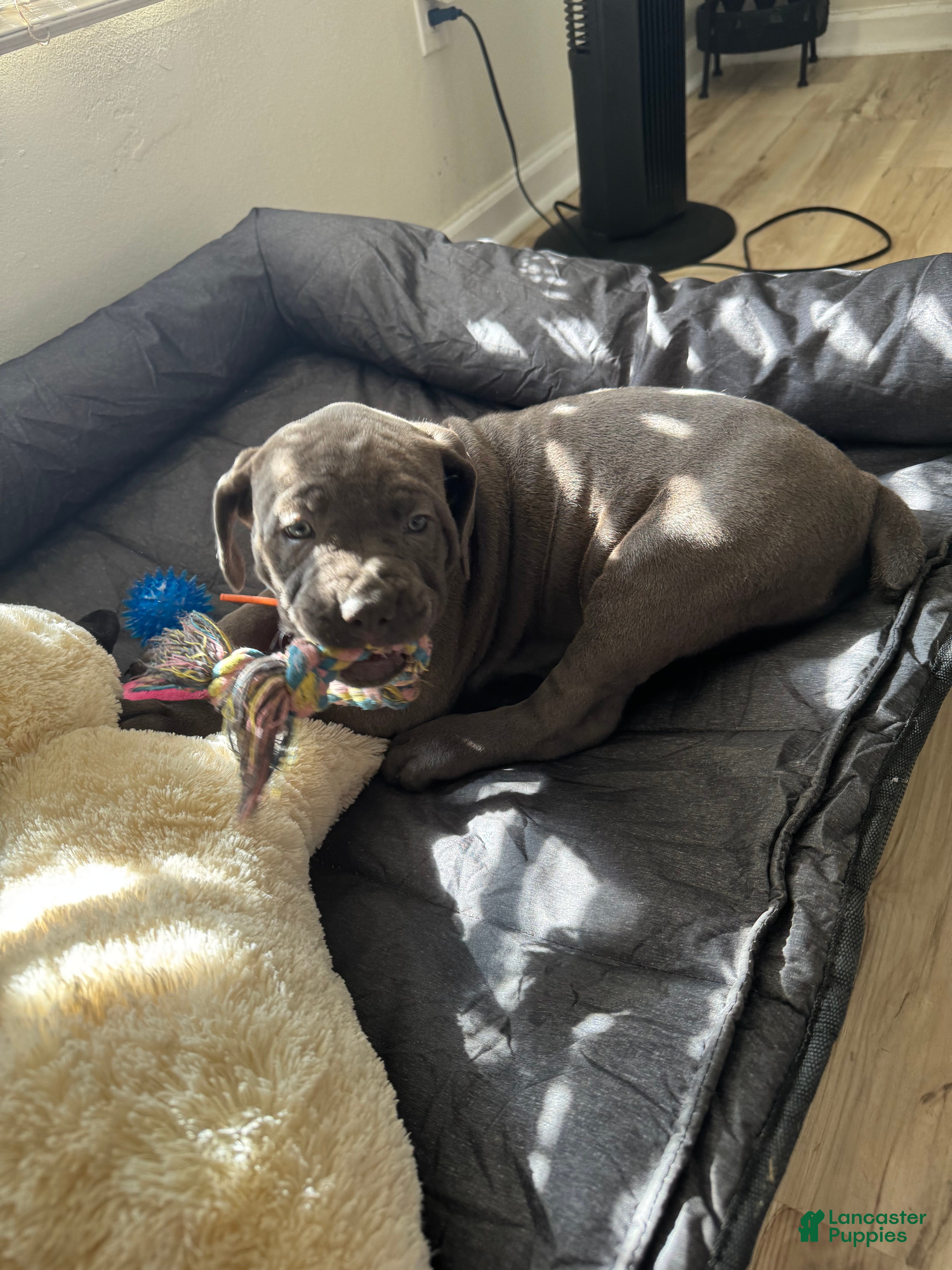 Cane Corso dogs Doja - Ad 13