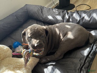 Cane Corso dogs Doja - Ad 4