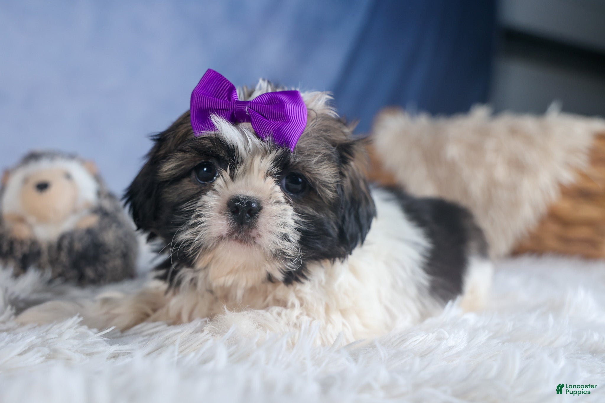 Shih Tzu dogs BAILEY - Ad 2