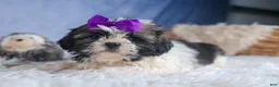 Shih Tzu dogs for sale: BAILEY - Ad 2