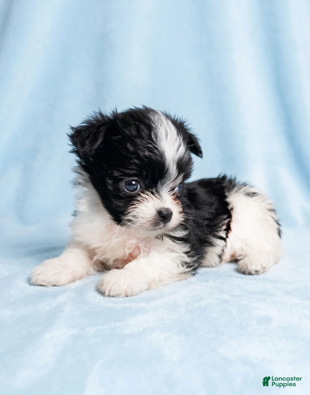 Mixed Breed dogs for sale: Toby - Ad 2