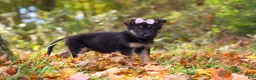 German Shepherd dogs for sale: Rosalie - Ad 3