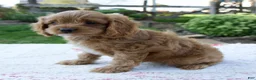 Cavapoo dogs for sale: Echo - Ad 3