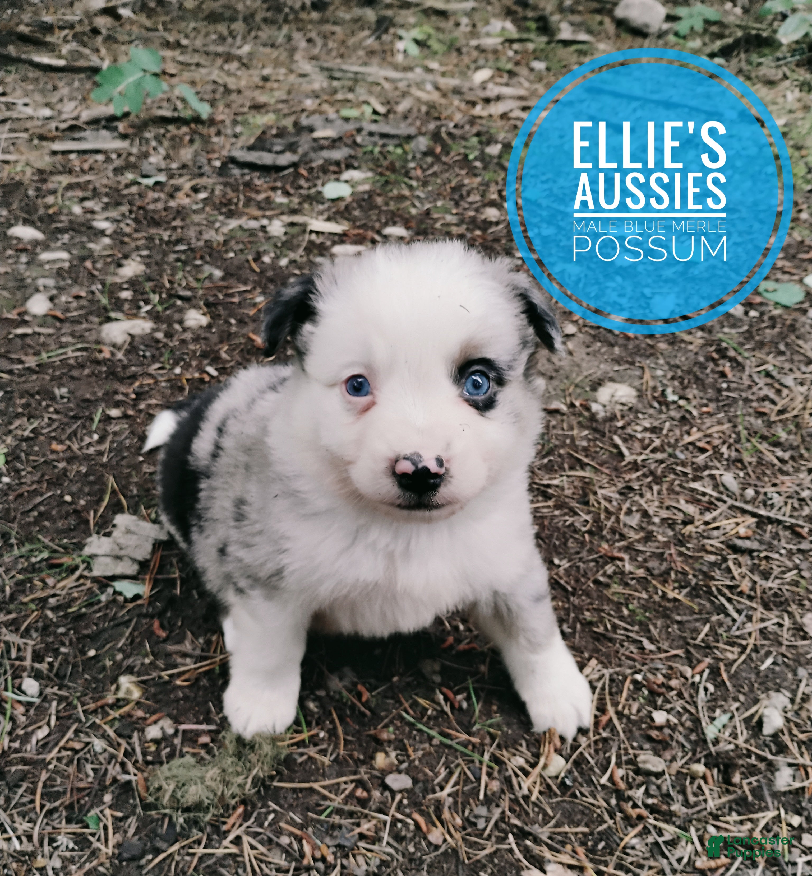 Miniature Australian Shepherd dogs Possum  - Ad 2