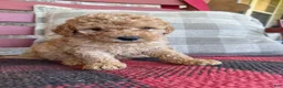 Mixed Breed dogs for sale: Tucker - Ad 3