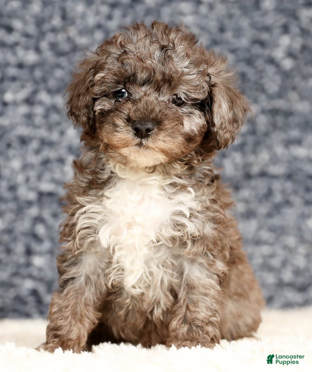 Havapoo dogs for sale: Evan - Ad 3