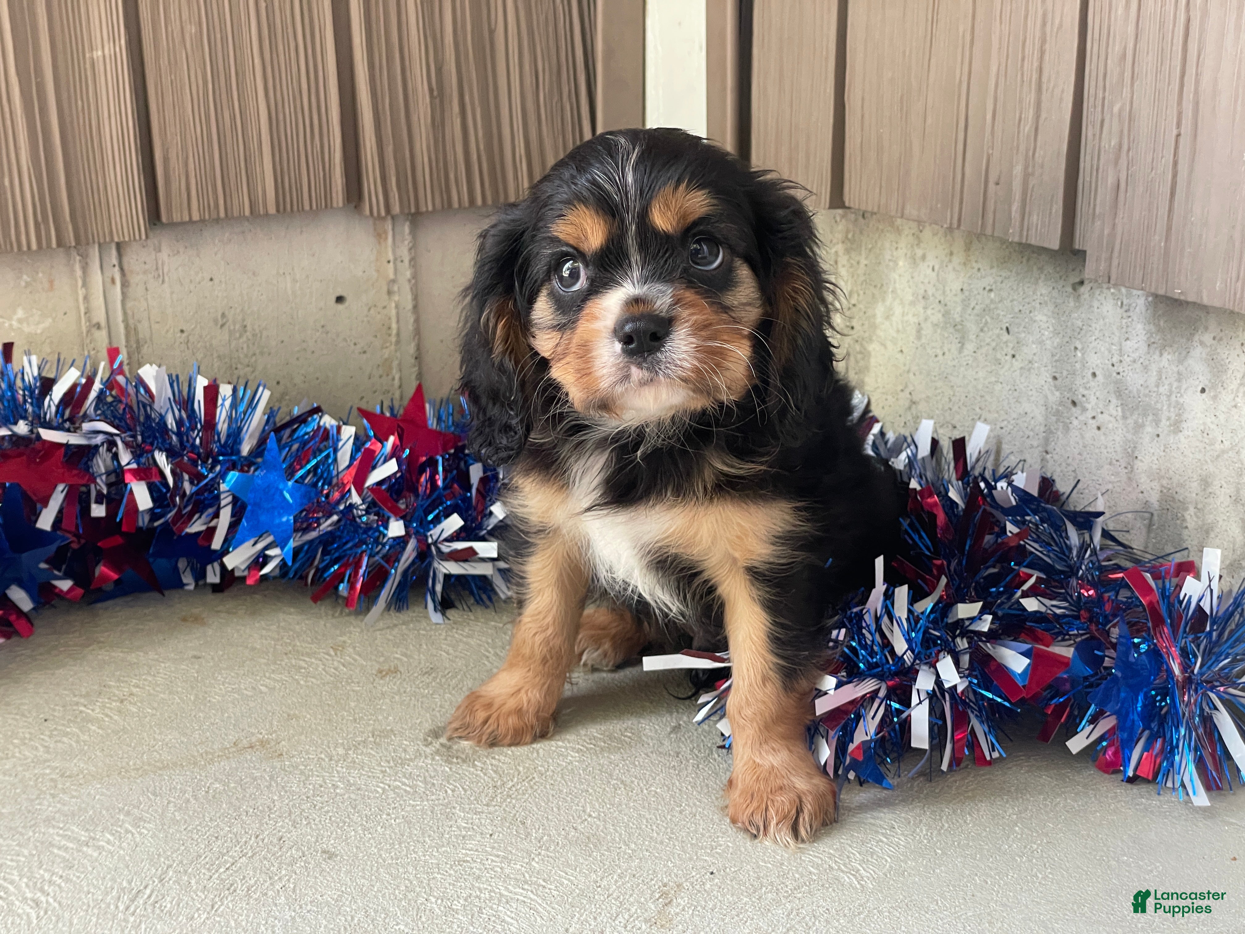 Cavalier King Charles Spaniel dogs Hudson Cavalier King Charles Spaniel  - Ad 1