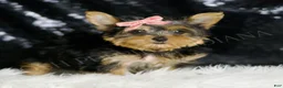 Yorkshire Terrier dogs for sale: Layla - Ad 2