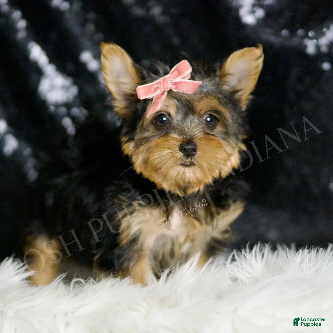 Yorkshire Terrier dogs for sale: Layla - Ad 2