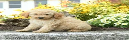 Mini Goldendoodle dogs for sale: Trina - Ad 2
