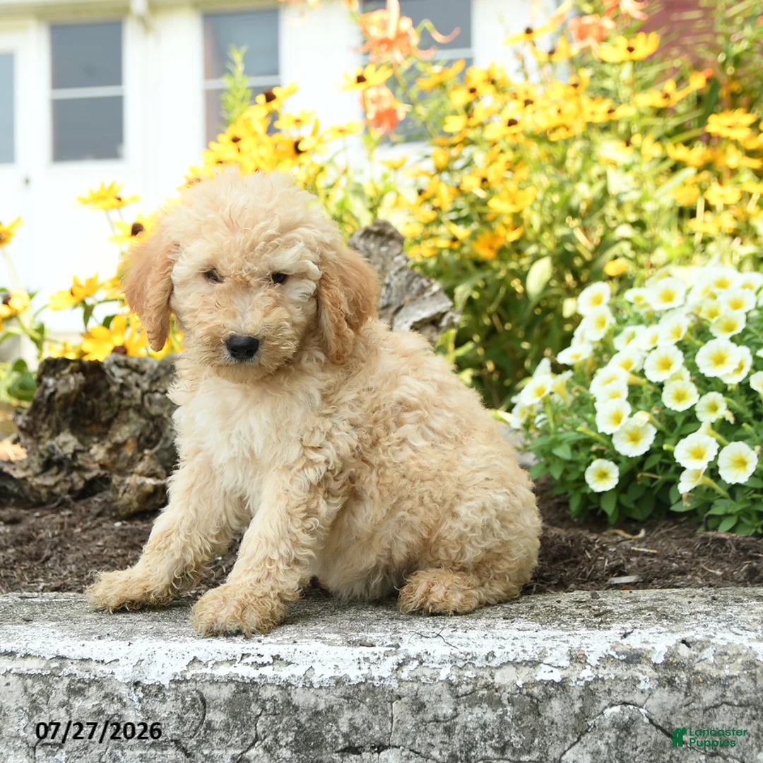 Mini Goldendoodle dogs for sale: Trina - Ad 2