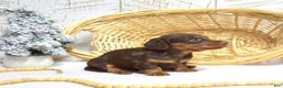 Miniature Dachshund dogs for sale: Luna  - Ad 2