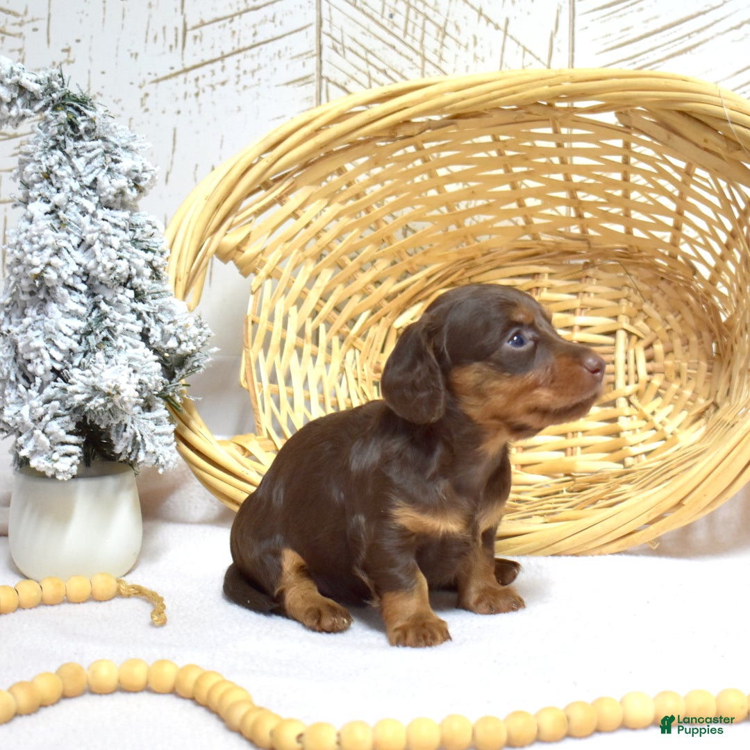 Miniature Dachshund dogs for sale: Luna  - Ad 2