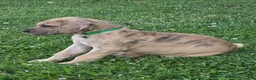 Great Dane dogs for sale: Schofield - Ad 5