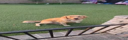 Golden Retriever dogs for sale: Orange collar - Ad 4