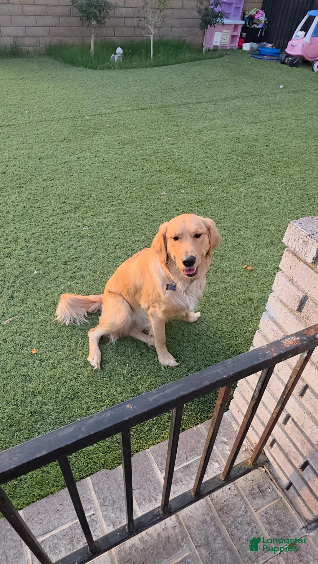 Golden Retriever dogs for sale: Creme collar - Ad 2