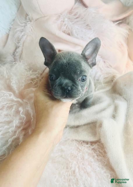 French Bulldog dogs French Bulldog Puppy 1 - Ad 32