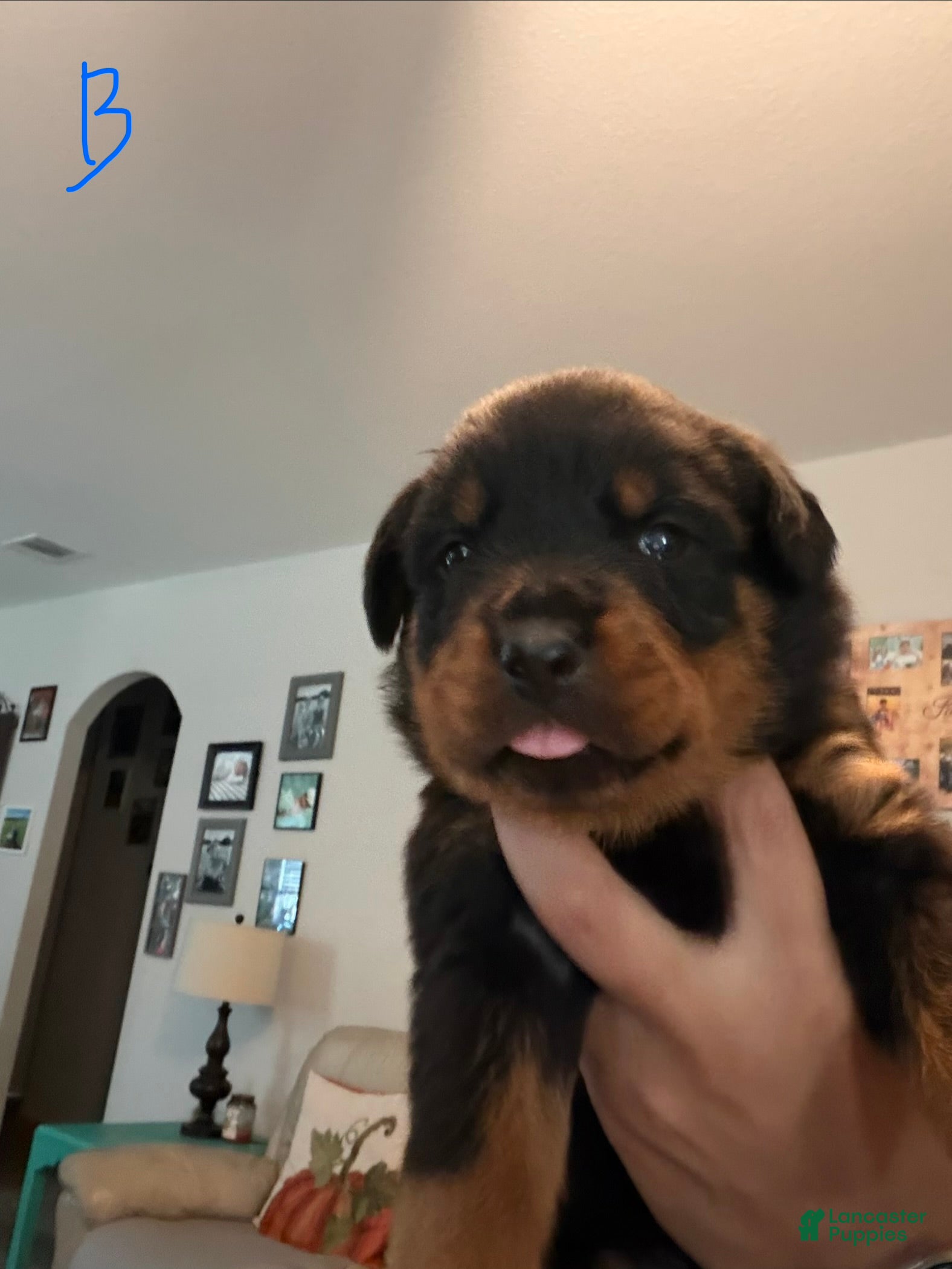 Rottweiler dogs Rottweiler 2 blue collar - Ad 21