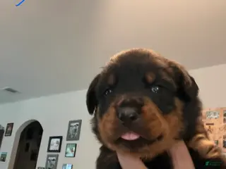 Rottweiler dogs Rottweiler 2 blue collar - Ad 21