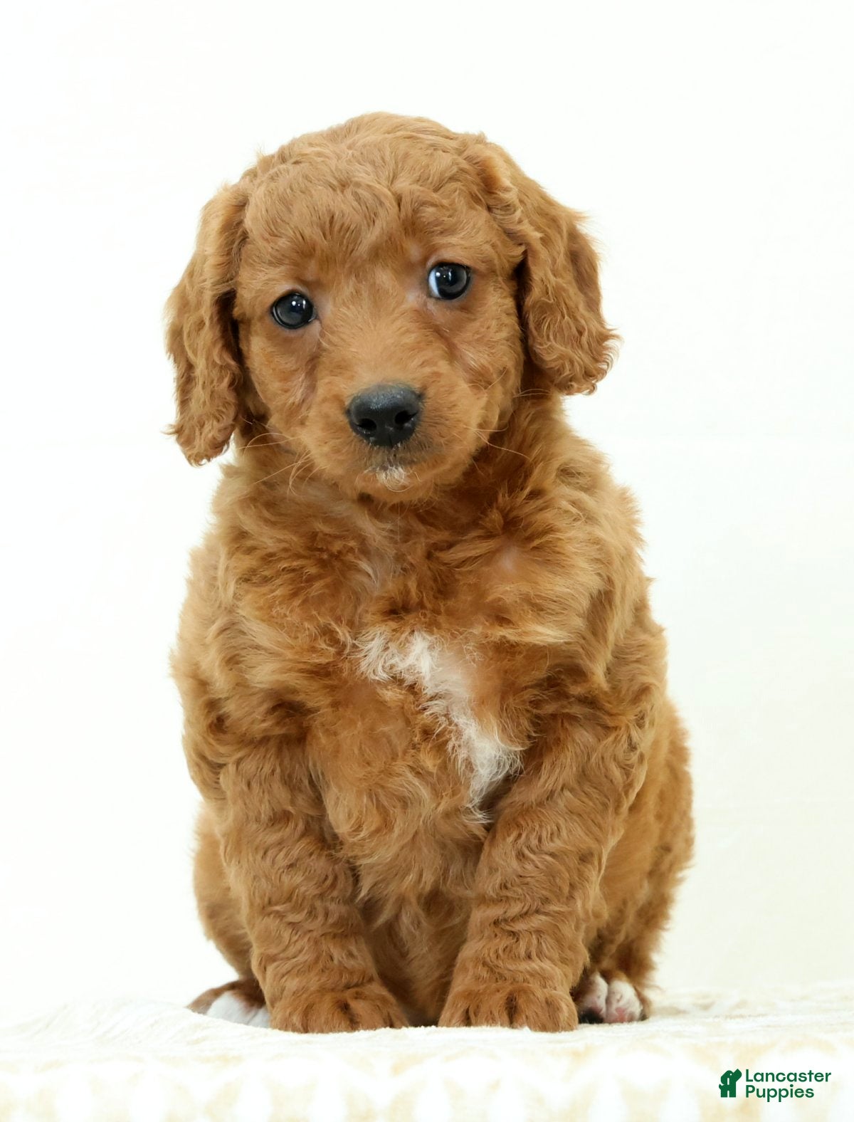 Mini Goldendoodle dogs Lacey - Ad 2
