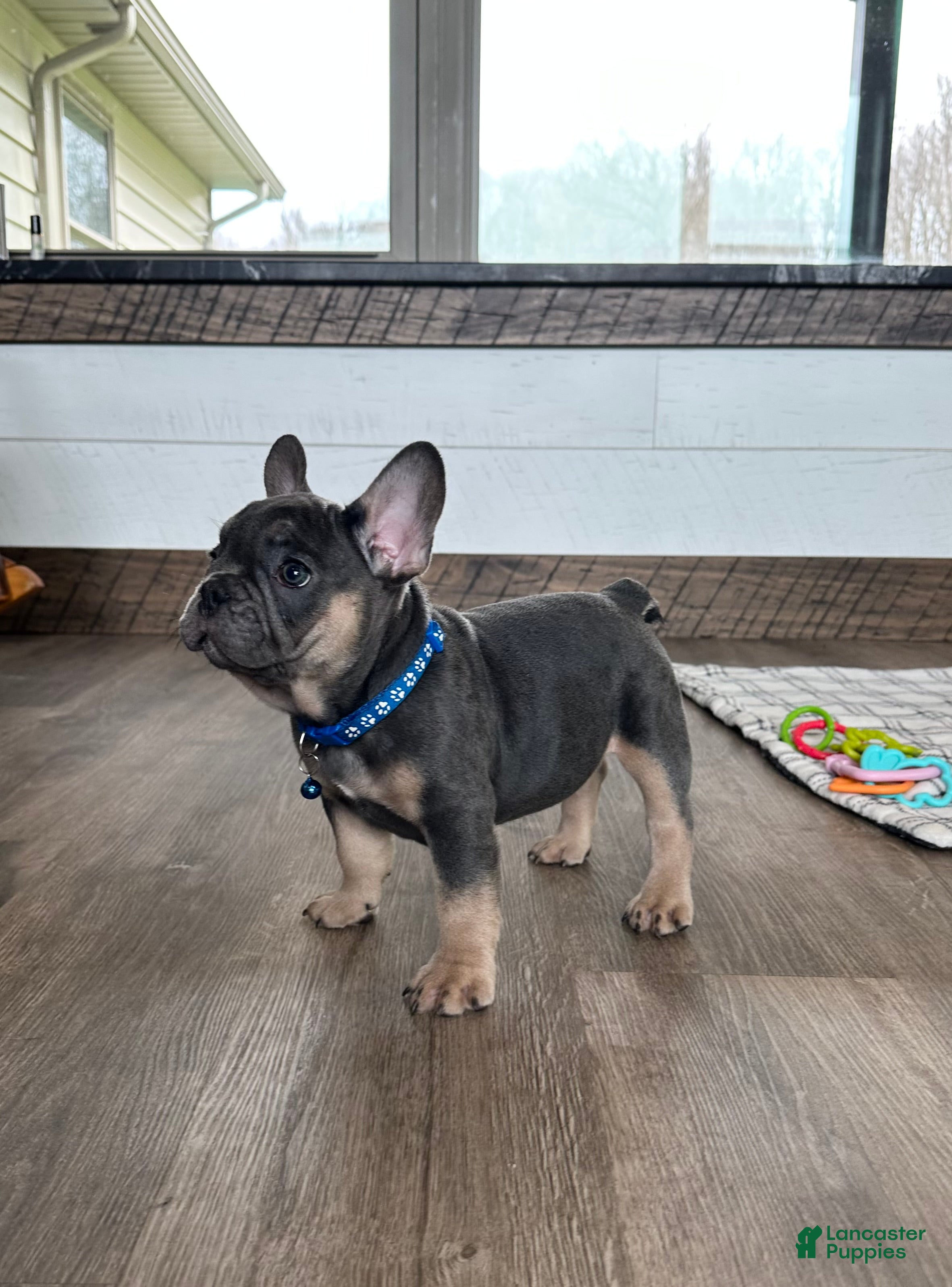 French Bulldog dogs Ranger - Ad 1