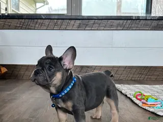 French Bulldog dogs for sale: Ranger - Ad 3