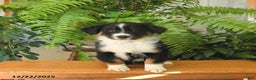 Australian Shepherd dogs for sale: Alex - Ad 5