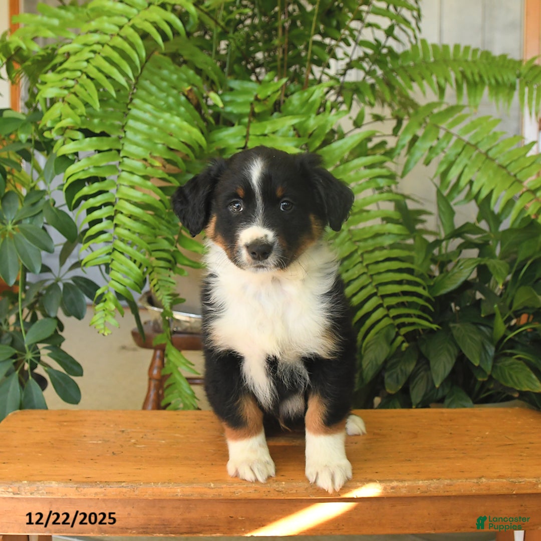 Australian Shepherd dogs for sale: Alex - Ad 5