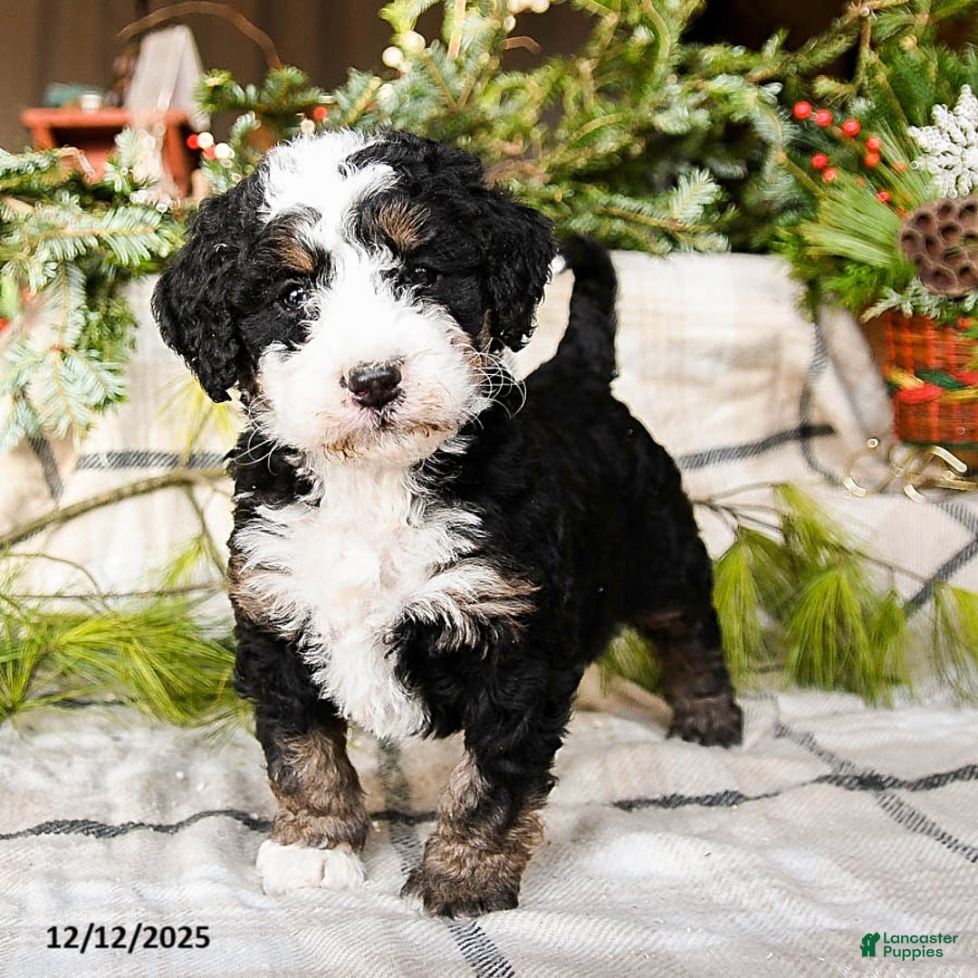 Mini Bernedoodle dogs for sale: Maggie - Ad 1