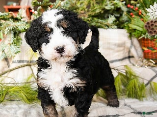 Mini Bernedoodle dogs Maggie - Ad 17